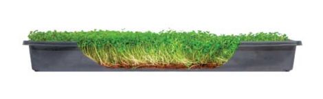 A flat of microgreens makes an easy indoor garden.
